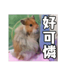 Golden Hamster~MoMoJai~ 5（個別スタンプ：21）