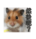 Golden Hamster~MoMoJai~ 5（個別スタンプ：22）