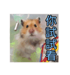 Golden Hamster~MoMoJai~ 5（個別スタンプ：23）