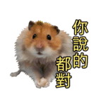 Golden Hamster~MoMoJai~ 5（個別スタンプ：24）