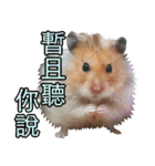 Golden Hamster~MoMoJai~ 5（個別スタンプ：26）