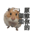 Golden Hamster~MoMoJai~ 5（個別スタンプ：28）