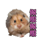 Golden Hamster~MoMoJai~ 5（個別スタンプ：31）