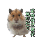 Golden Hamster~MoMoJai~ 5（個別スタンプ：32）