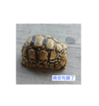 Turtle daily life（個別スタンプ：2）