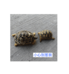 Turtle daily life（個別スタンプ：5）