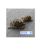 Turtle daily life（個別スタンプ：8）