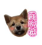 Shiba DouDou（個別スタンプ：6）