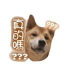 Shiba DouDou（個別スタンプ：7）