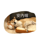 shiba dog cute（個別スタンプ：3）