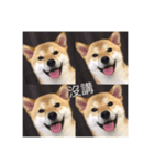 shiba dog cute（個別スタンプ：4）