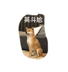 shiba dog cute（個別スタンプ：8）