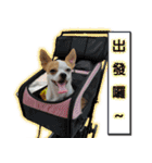 my cute baby dogs（個別スタンプ：9）