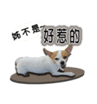 my cute baby dogs（個別スタンプ：15）