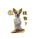 my cute baby dogs（個別スタンプ：20）