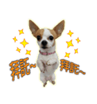 my cute baby dogs（個別スタンプ：22）