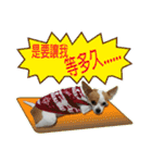 my cute baby dogs（個別スタンプ：23）