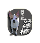 my cute baby dogs（個別スタンプ：27）