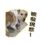 my cute baby dogs（個別スタンプ：29）