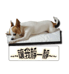 my cute baby dogs（個別スタンプ：40）