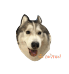 Joel Siberian Husky（個別スタンプ：1）