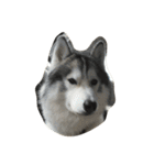 Joel Siberian Husky（個別スタンプ：3）