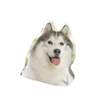 Joel Siberian Husky（個別スタンプ：4）