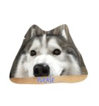 Joel Siberian Husky（個別スタンプ：5）