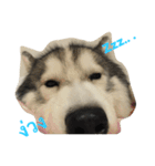 Joel Siberian Husky（個別スタンプ：7）