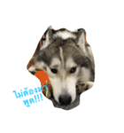 Joel Siberian Husky（個別スタンプ：8）