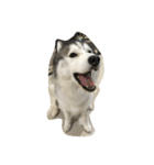 Joel Siberian Husky（個別スタンプ：11）