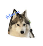 Joel Siberian Husky（個別スタンプ：13）