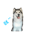 Joel Siberian Husky（個別スタンプ：14）