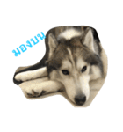 Joel Siberian Husky（個別スタンプ：15）