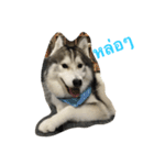 Joel Siberian Husky（個別スタンプ：17）