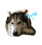 Joel Siberian Husky（個別スタンプ：19）