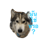 Joel Siberian Husky（個別スタンプ：21）