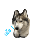 Joel Siberian Husky（個別スタンプ：25）