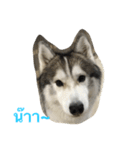 Joel Siberian Husky（個別スタンプ：28）