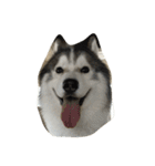 Joel Siberian Husky（個別スタンプ：29）