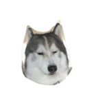 Joel Siberian Husky（個別スタンプ：31）