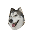 Joel Siberian Husky（個別スタンプ：33）