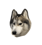 Joel Siberian Husky（個別スタンプ：38）