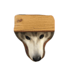 Joel Siberian Husky（個別スタンプ：39）