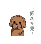 Poodle uncle - chocolate 1（個別スタンプ：10）