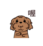 Poodle uncle - chocolate 1（個別スタンプ：39）