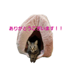 にゃんず＋（個別スタンプ：9）