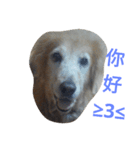 Niu dog（個別スタンプ：1）