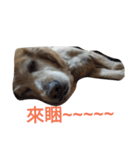 Niu dog（個別スタンプ：7）