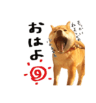 柴犬の梅ちゃん 広島弁 日常ver.（個別スタンプ：1）